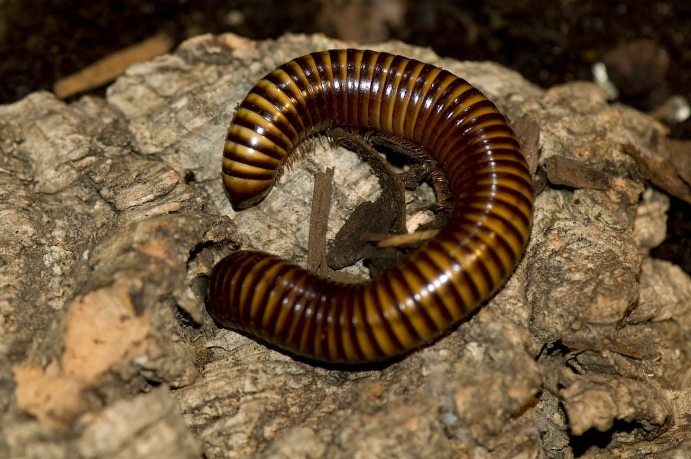 Представитель Семейства Pachybolidae
